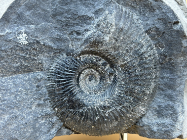 Ammonit Konkretion im Tongestein